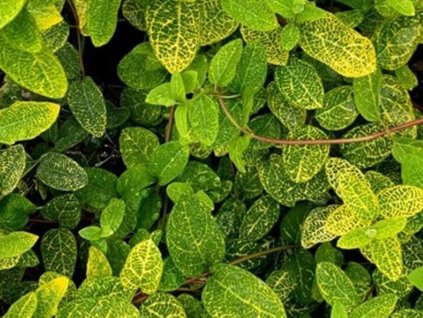 Zemolez japonský 'Aureoreticulata'