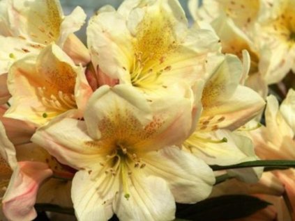 Rododendrón 'Zebín'