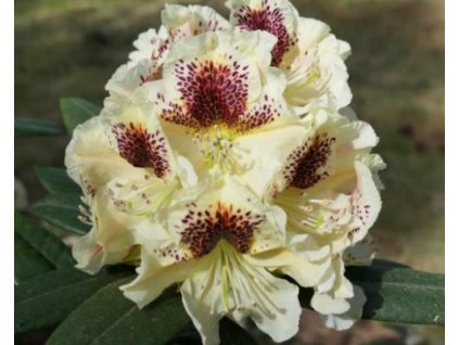 Rododendrón 'Orlík'