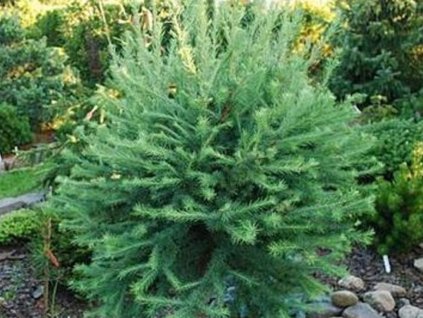 Smrekovec japonský 'Susterzeel'