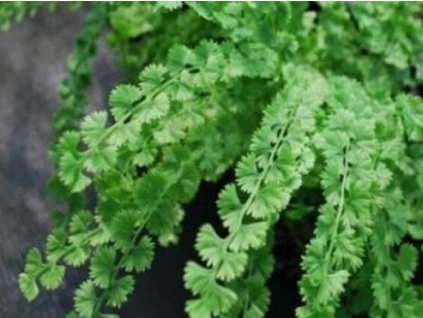 Papraďka samičia'Frizelliae'- Athyrium filix-femina 'Frizelliae'