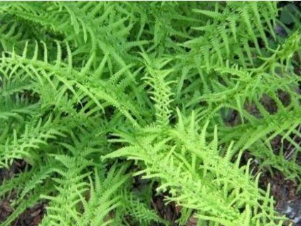 Papraďka samičia 'Victoriae'- Athyrium filix-femina 'Victoriae'