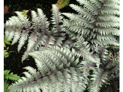 Papratka nipponicum 'Pewter Lace' - Athyrium nipponicum 'Pewter Lace'