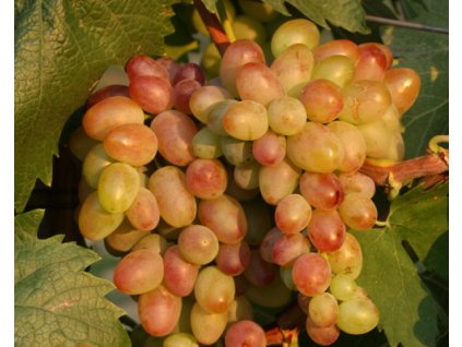 Vinič 'Čauš'