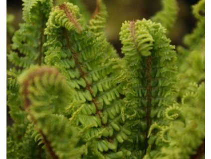 Papraď hrdzavá 'Crispa Congesta' - Dryopteris affinis 'Crispa Congesta'
