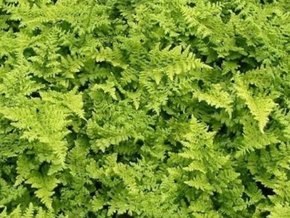Papraď široká 'Crispa Whiteside' - Dryopteris austriaca 'Crispa Whiteside'