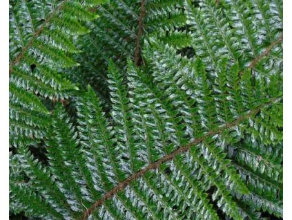 Papraď japonská - Polystichum polyblepharum