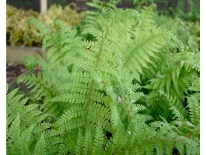Papraďovec štetinatý 'Dahlem' - Polystichum setiferum 'Dahlem'