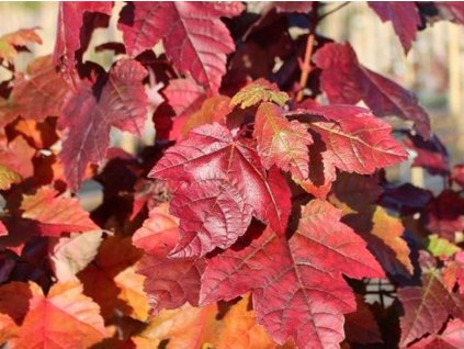 Javor červený 'Fairview Flame'