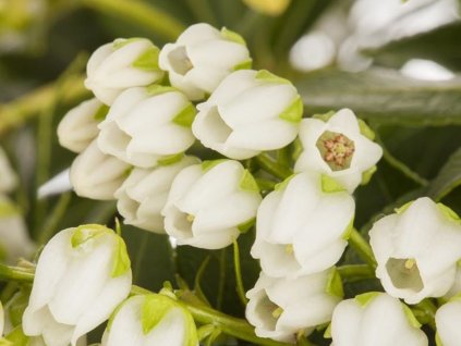 Pieris japonský 'Sarabande'