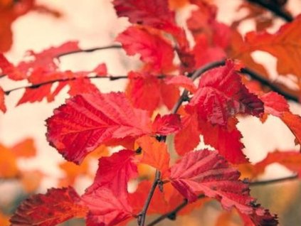 Hrab obyčajný Rockhampton Red 'Lochglow'