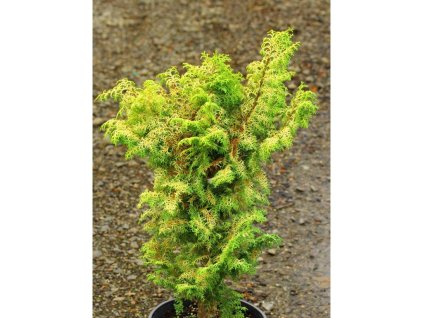 Cypruštek tupolistý 'Melody'