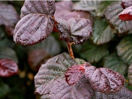 Lieska obyčajná 'Anny's Purple Dream'