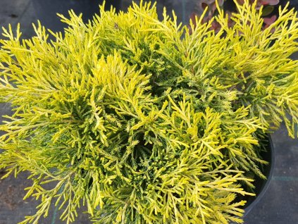 Borievka prostredná 'Yellow Sapphire'