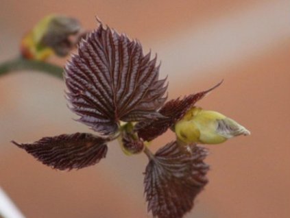 Davidia obalová  'Crimson Spring'