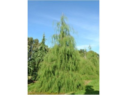 Cypruštek Lawsonov 'Pendula'