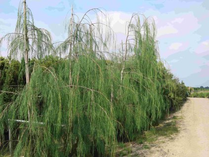 Cypruštek Lawsonov 'Pendula'