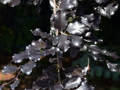 Buk lesný'Tortuosa Purpurea'