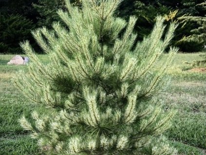 Borovica hustokvetá 'Burkrík's Red Variegata'