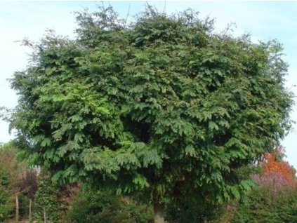 Gledíčia trojtŕňová'Globosa'