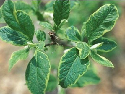 hal�zie variegata