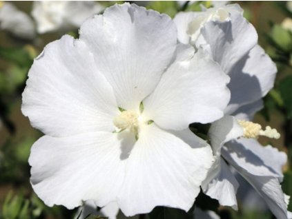 Ibištek sýrsky 'Eléonore'