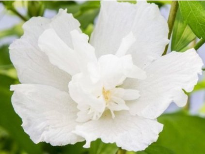 Ibištek sýrsky White Pillar 'Gandini Van Aart'