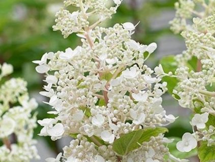 Hortenzia metlinatá Baby Lace'PIIHPI'