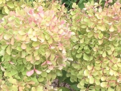 Hortenzia metlinatá Romantic Ace 'Renvagor'