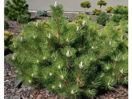 Borovica Thunbergova 'Sayonara'