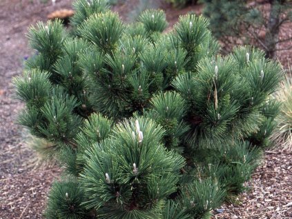 Borovica Thunbergova 'Thunderhead'