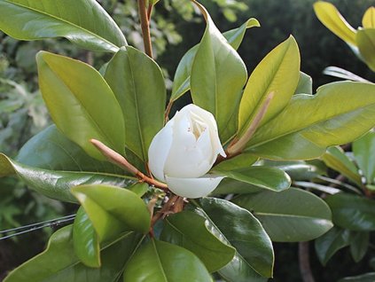 Magnólia veľkokvetá 'Francois Treyve'