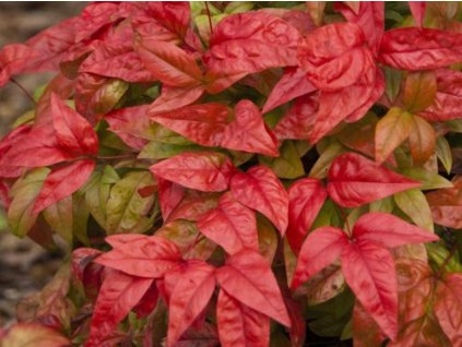 Nandina domáca 'Fire Power'