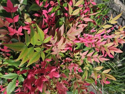 Nandina domáca Obsessed 'Seika'