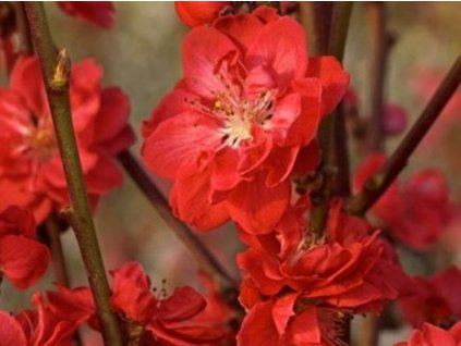 Broskyňa okrasná Taoflora Red Falls 'Mintao13'