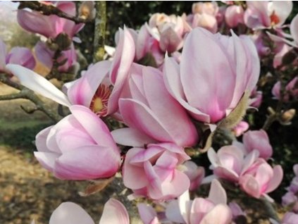 Magnólia obnažená 'Festirose'