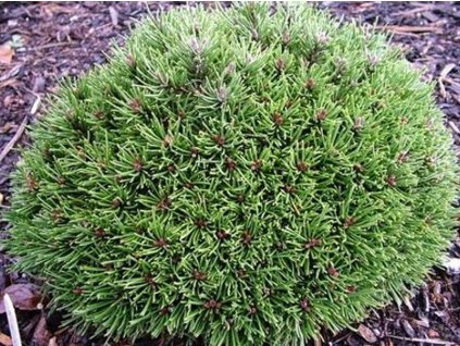 Borovica pyrenejská 'Ježek'