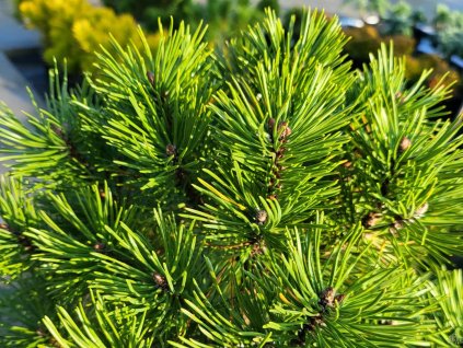 Borovica pyrenejská 'Kačenka WB'