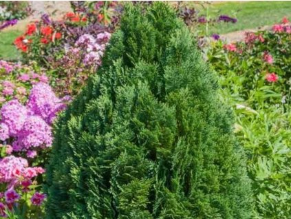 Cypruštek Lawsonov 'Minima Glauca'