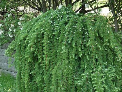 Smrekovec japonský 'Pendula'