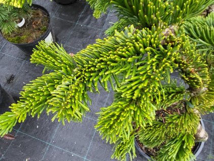 Jedľa Nordmannova 'Robusta Pendula'