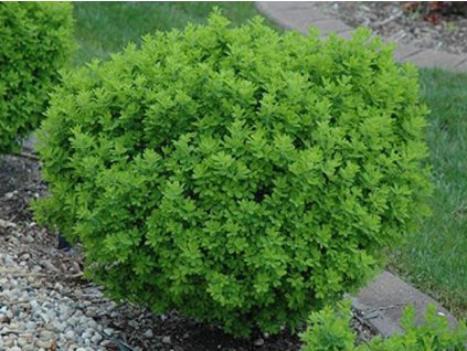 Karagana krovitá 'Globosa'