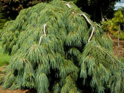 Borovica hladká 'Pendula'