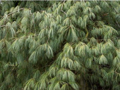 Web Use TIM1715 13741