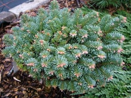 Jedľa plstnatoplodá 'Alpin Beauty'