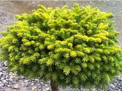 Smrek východný 'Prof. Langner'