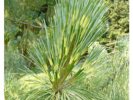 zebrina