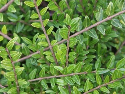 Zemolez kapucňovitý 'Moss Green'