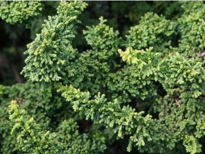 Cypruštek tupolistý 'Chirimen'