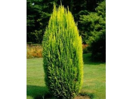 Cypruštek Lawsonov 'Ellwood's Empire'